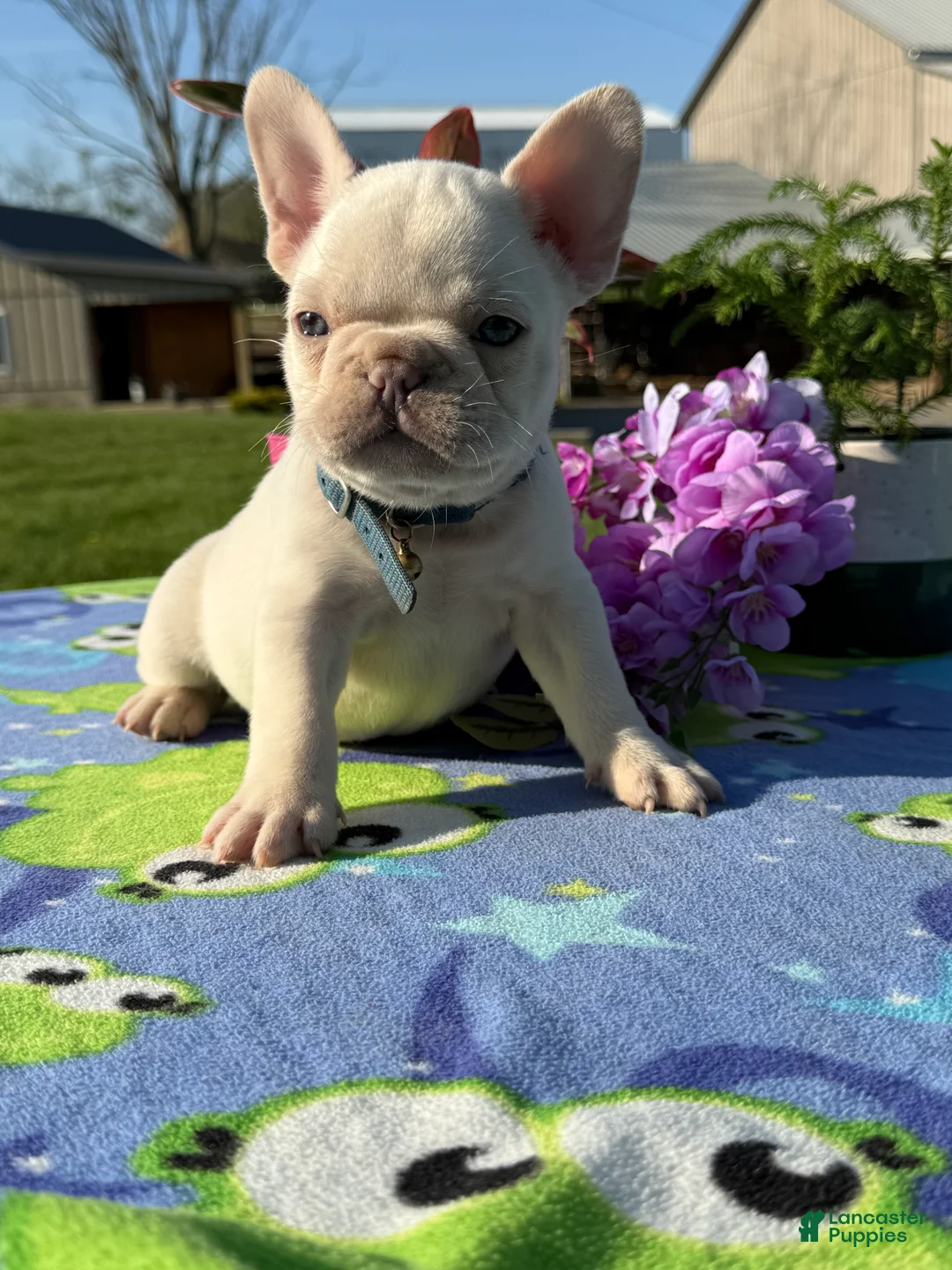 French Bulldog dogs for sale: Forest - Ad 1