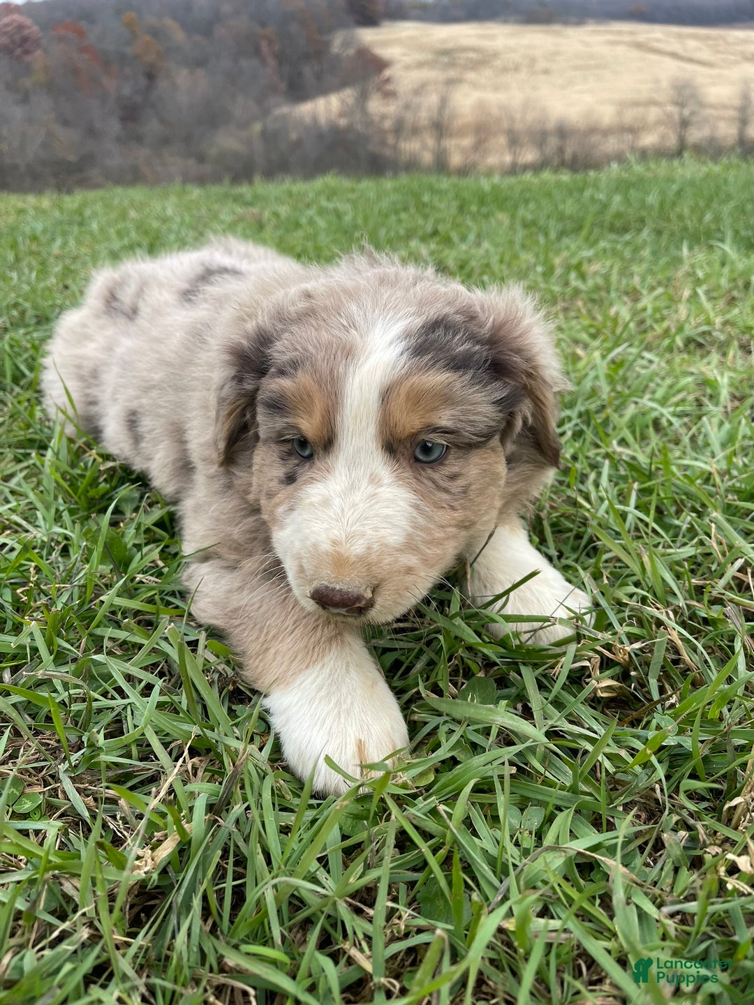Australian Shepherd dogs for sale: Percy - Ad 4
