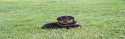 Rottweiler dogs for sale: Zulu - Ad 1