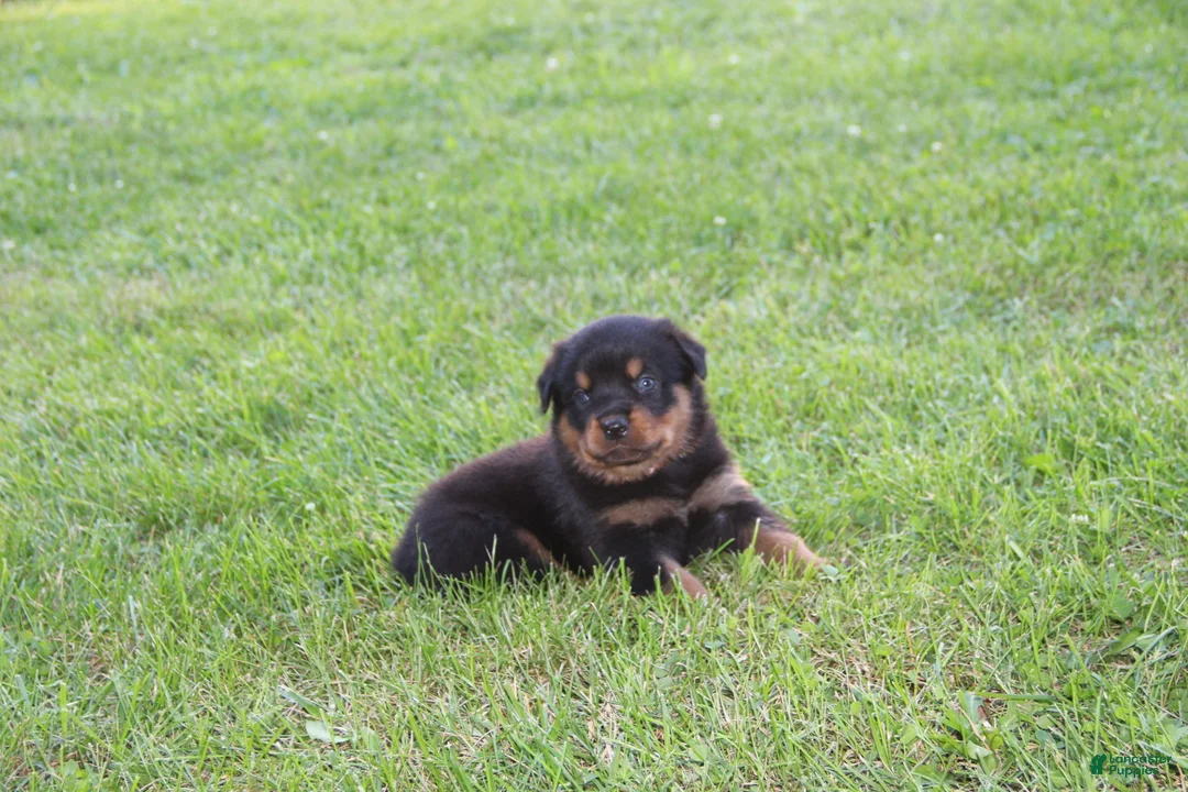 Rottweiler dogs for sale: Zulu - Ad 1