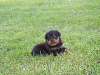 Rottweiler dogs for sale: Zulu - Ad 2