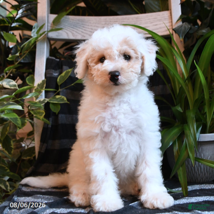 Bichpoo dogs for sale: Birdie - Ad 2
