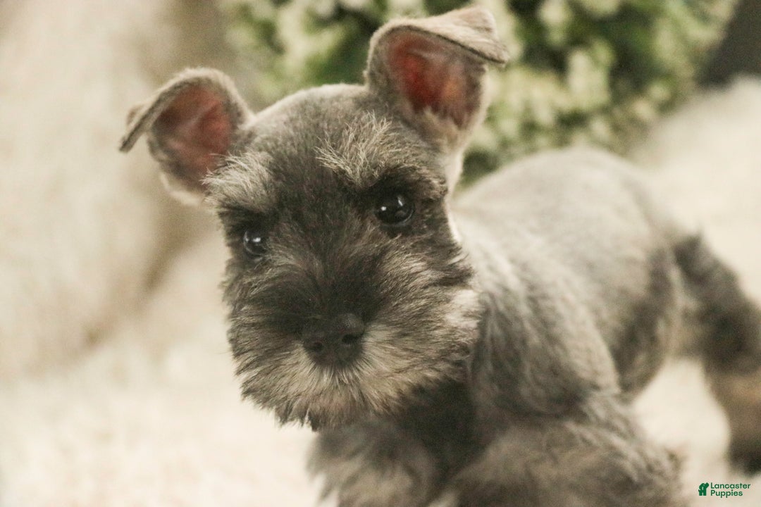 Miniature Schnauzer dogs for sale: Mario - Ad 7