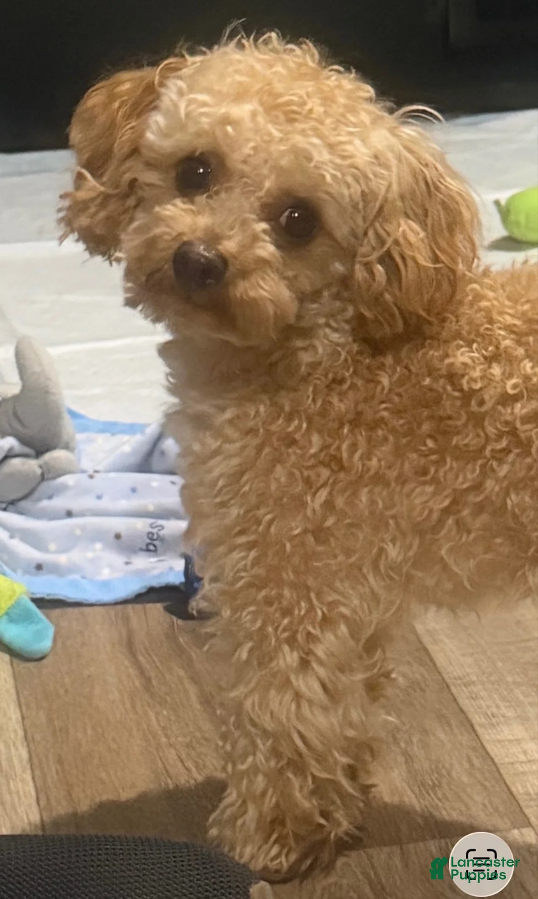 Toy Poodle dogs for stud: Toy poodle stud 4-1/2 pound male - Ad 2