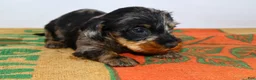Miniature Dachshund dogs for sale: Two Face - Ad 3