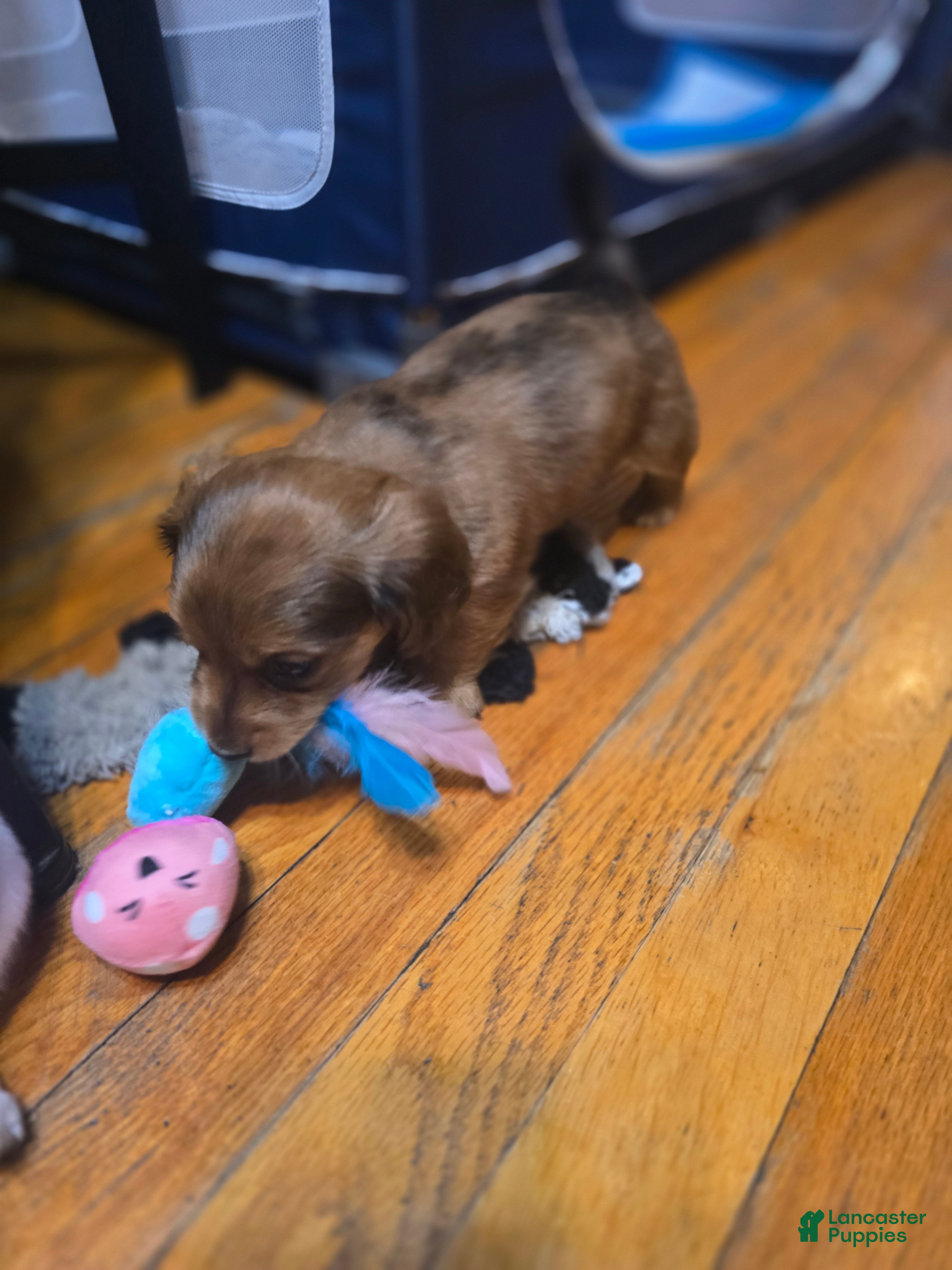 Miniature Dachshund dogs Deuce - Ad 1