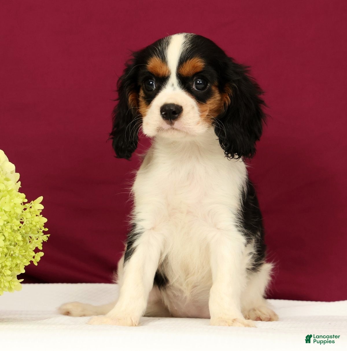 Cavalier King Charles Spaniel dogs Skylar - Ad 2