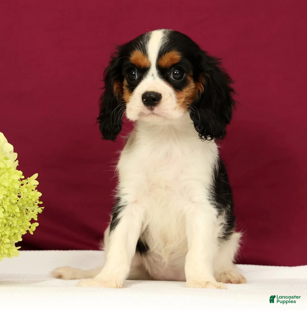Cavalier King Charles Spaniel dogs for sale: Skylar - Ad 2