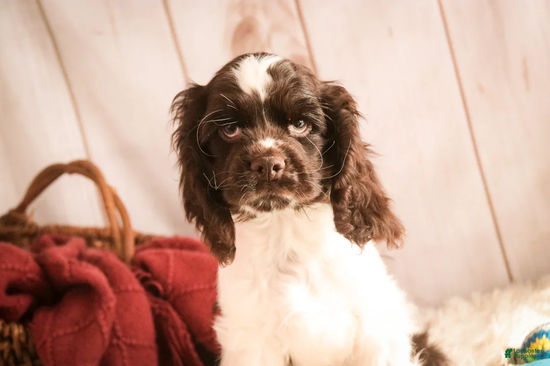 Cocker Spaniel dogs for sale: Gilbert - Ad 1
