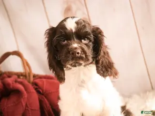 Cocker Spaniel dogs for sale: Gilbert - Ad 1