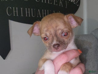 Chihuahua dogs Red - Ad 10