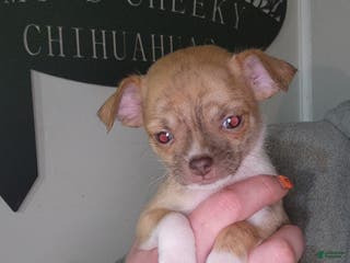 Chihuahua dogs Red - Ad 6