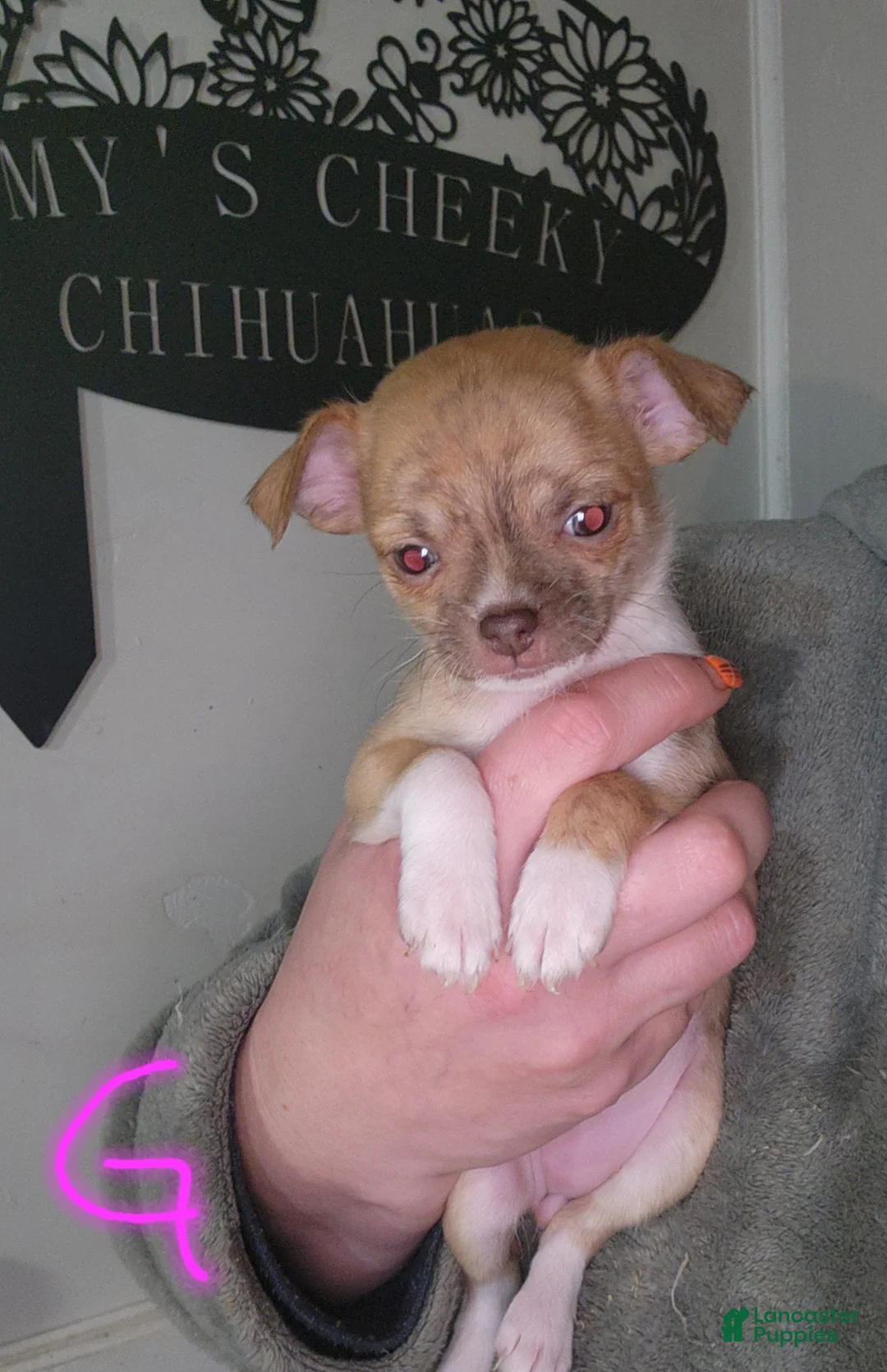 Chihuahua dogs for sale: Red - Ad 1