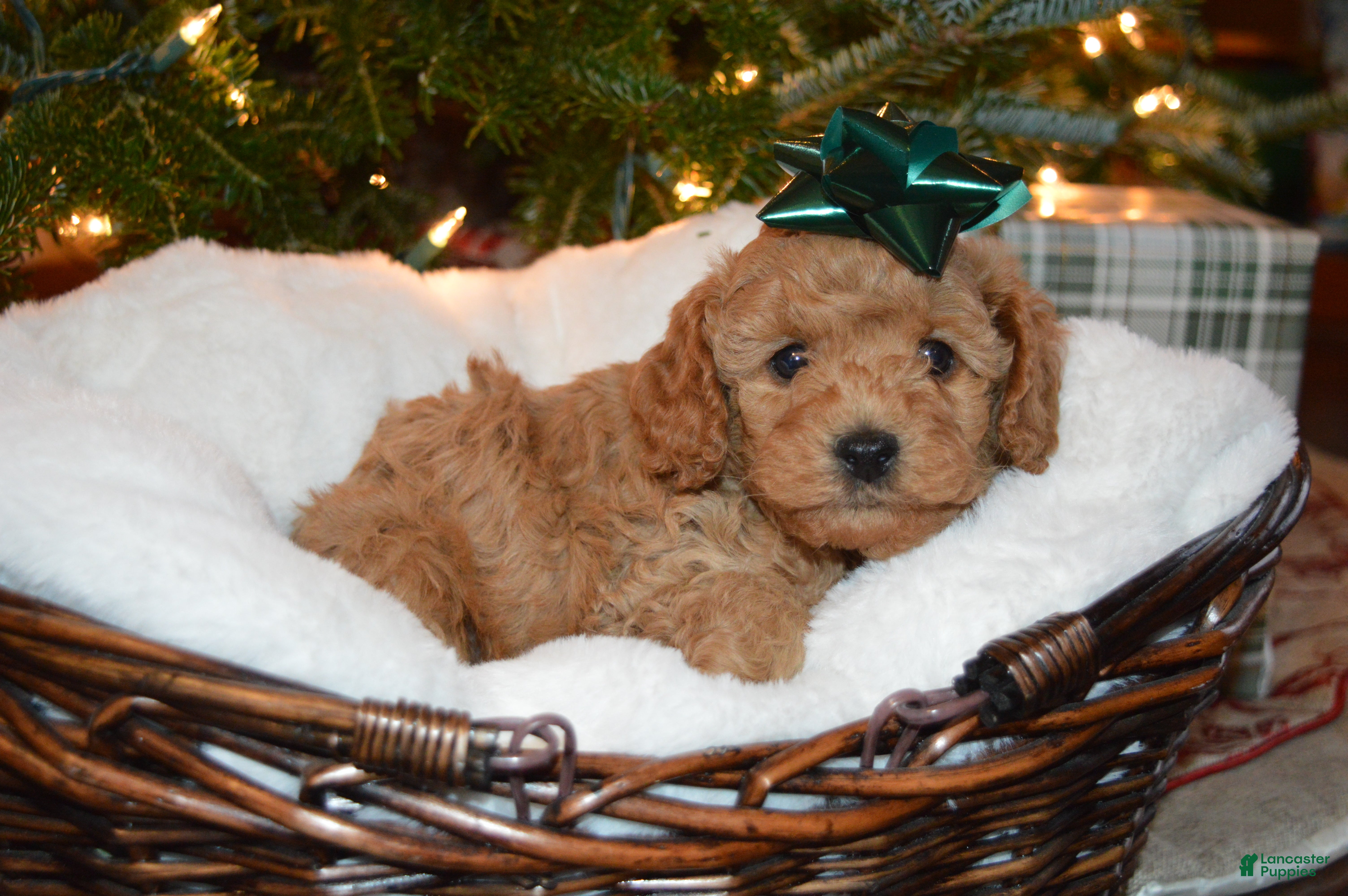 Cavapoo dogs Evergreen - Ad 41
