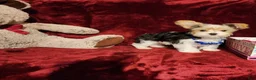 Yorkshire Terrier dogs for sale: JESTER - Ad 3