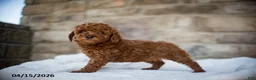 Miniature Poodle dogs for sale: Jana - Ad 6