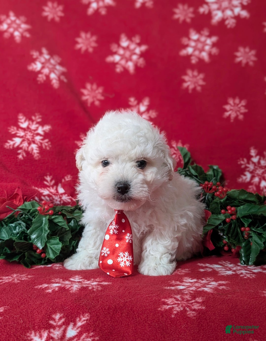 Bichon Frise dogs for sale: Bolton - Ad 4