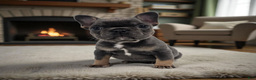 French Bulldog dogs for sale: Roxie  - Ad 1