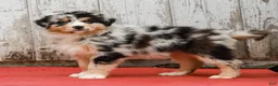 Australian Shepherd dogs for sale: Jimmy - Ad 7
