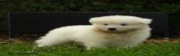 Samoyed dogs for sale: Koladic - Ad 3