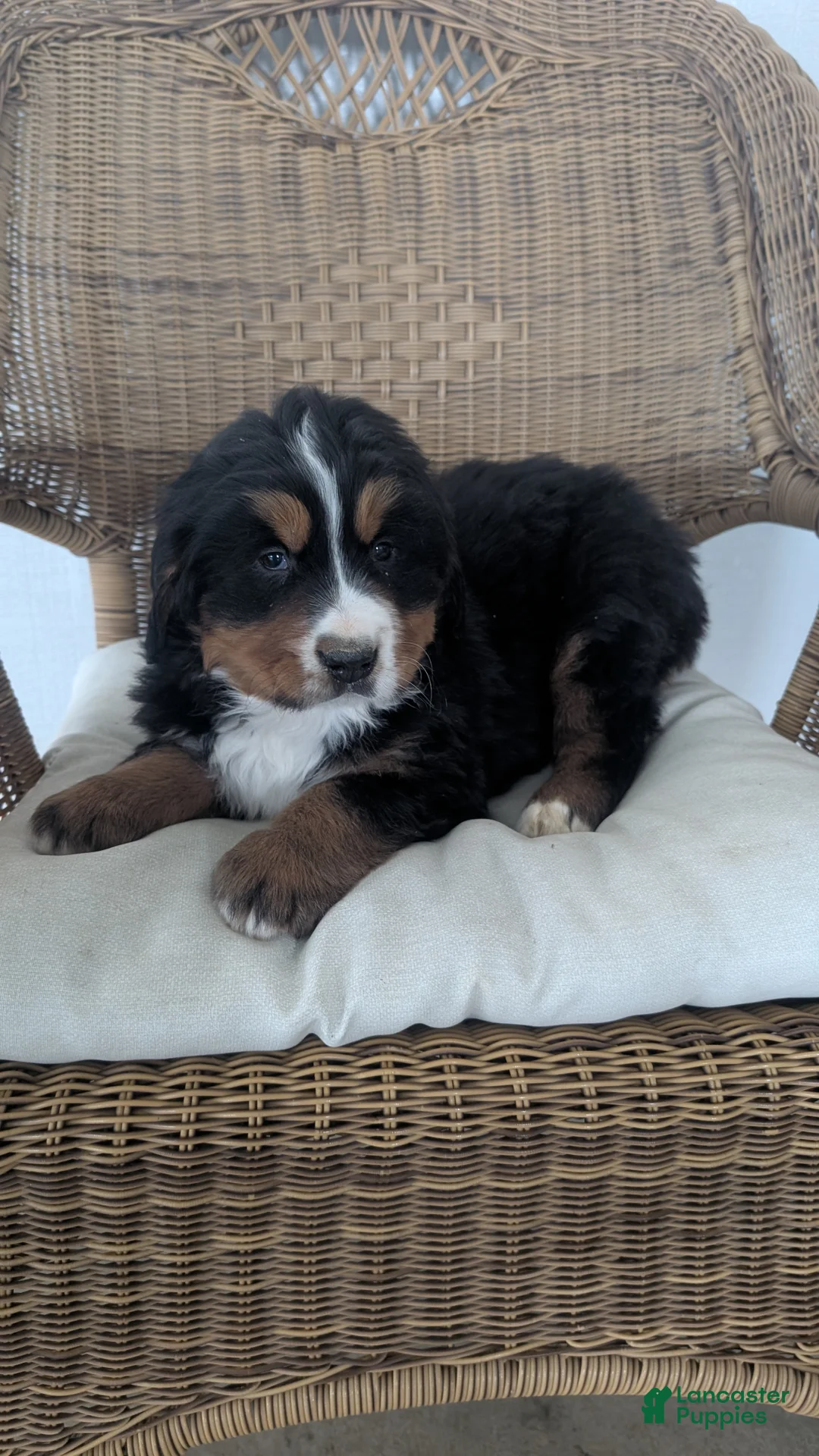 Bernese Mountain Dog dogs for sale: Jake  - Ad 5