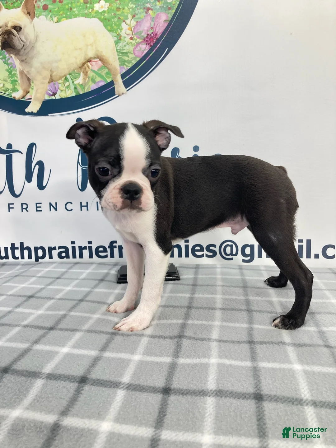 Boston Terrier dogs for sale: Tyler Boston Terrier Puppy  - Ad 2