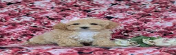 Bichpoo dogs for sale: Rori 9 lbs Full Grown - Ad 3