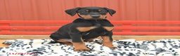 Doberman Pinscher dogs for sale: Harper - Ad 6