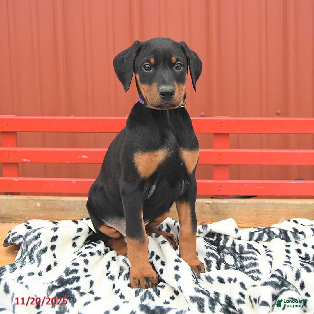 Doberman Pinscher dogs for sale: Harper - Ad 6