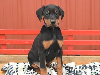 Doberman Pinscher dogs Harper - Ad 6