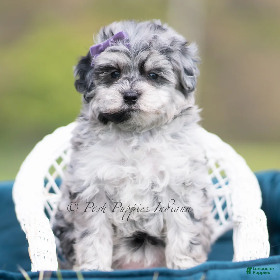 Maltipoo dogs for sale: Willow - Ad 5