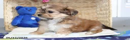 Shorkie dogs for sale: Donald - Ad 5