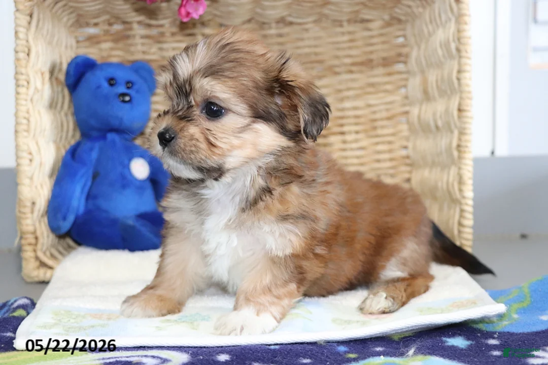 Shorkie dogs for sale: Donald - Ad 5