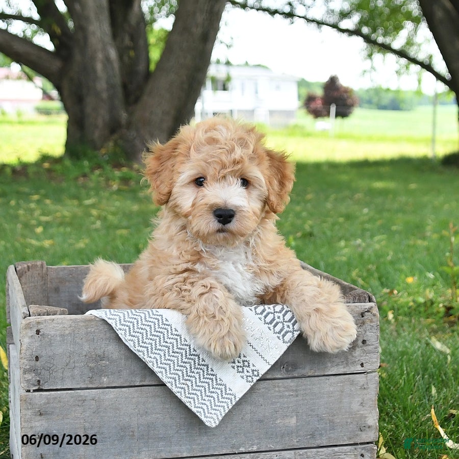 Bichpoo dogs Jimbo - Ad 1