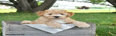 Jimbo