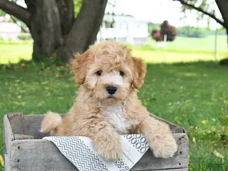 Bichpoo dogs for sale: Jimbo - Ad 1