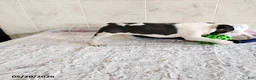 Boston Terrier dogs for sale: Robbie - Ad 5