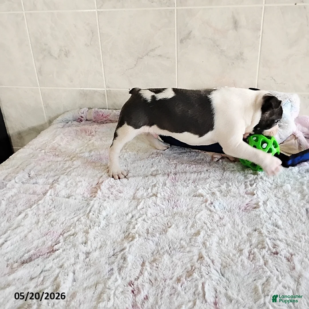Boston Terrier dogs for sale: Robbie - Ad 5