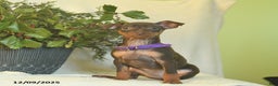 Miniature Pinscher dogs for sale: Lisa  - Ad 2