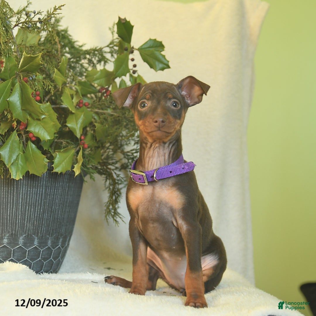 Miniature Pinscher dogs for sale: Lisa  - Ad 2
