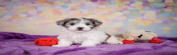 Maltipoo dogs for sale: Woody - Ad 7