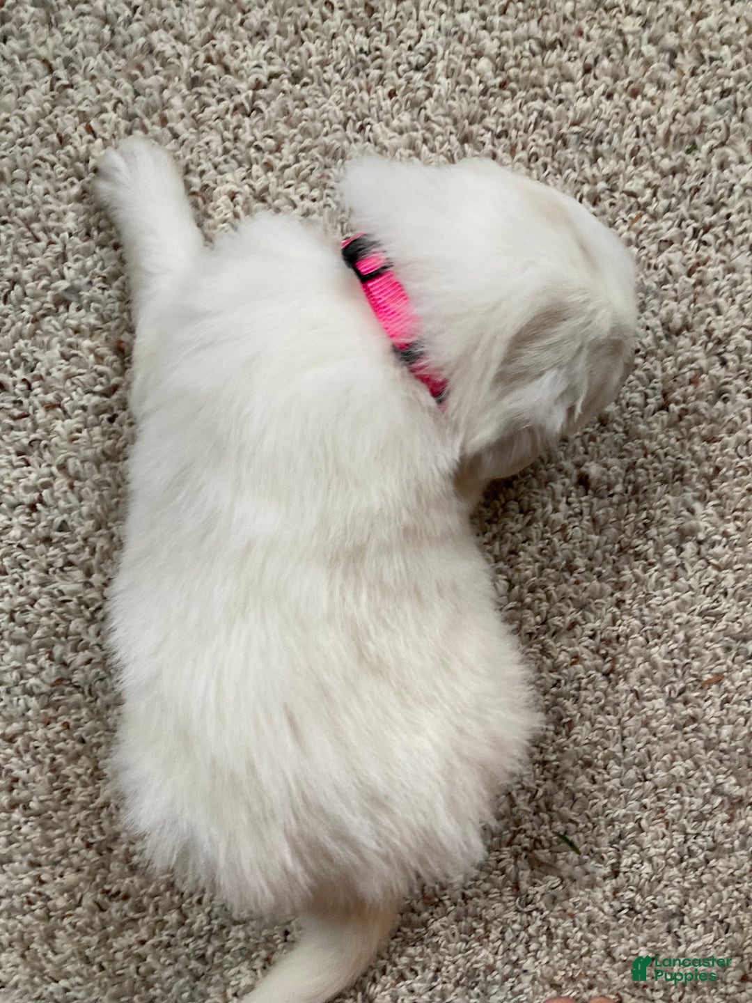 Great Pyrenees dogs for sale: Great Pyrenees Female Puppy - Pink - Ad 2
