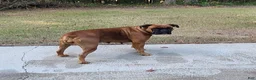 Boxer dogs for sale: Boxer Puppy 5 - Ad 2