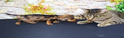 Miniature Dachshund dogs for sale: Horton - Ad 15