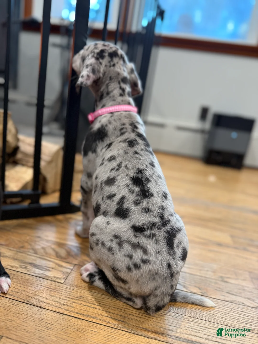 Great Dane dogs for sale: Angel - Ad 6