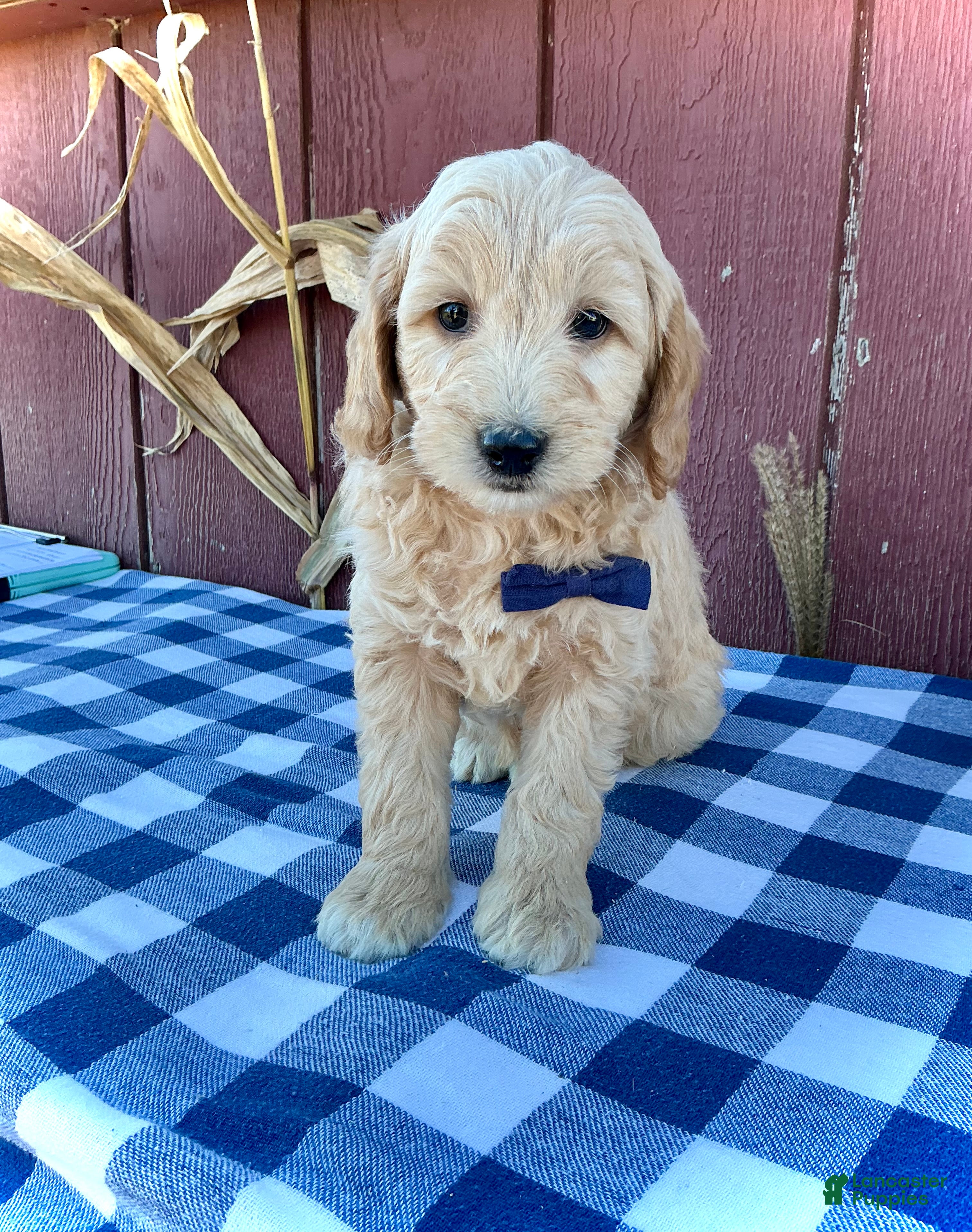 Mini Goldendoodle dogs for sale: Phin - Ad 1