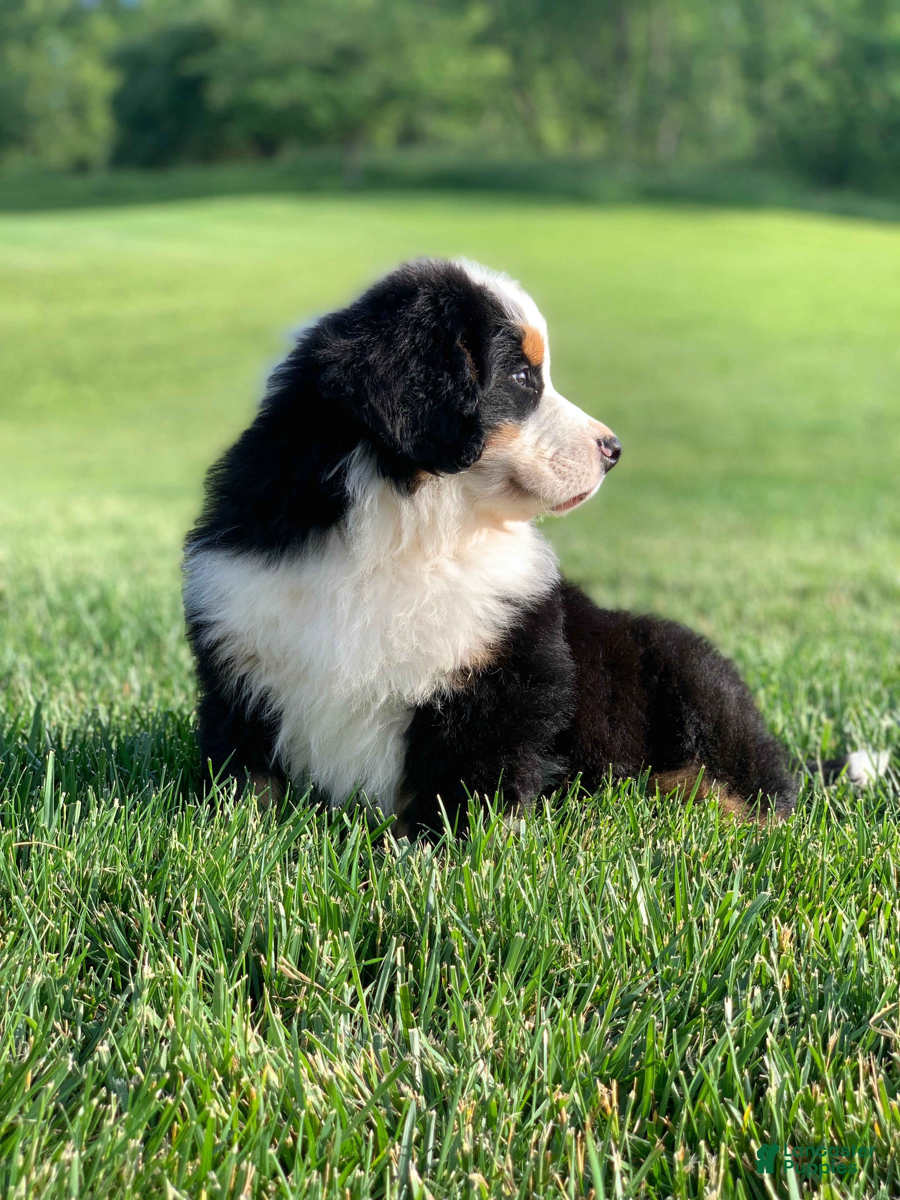 Bernese Mountain Dog dogs for sale: Nemo - Ad 8
