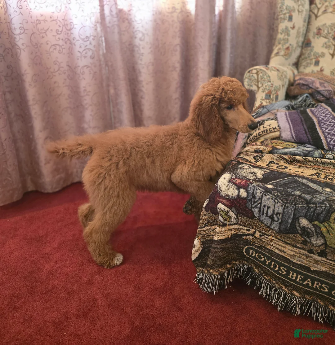 Standard Poodle dogs for sale: Lily - Ad 1