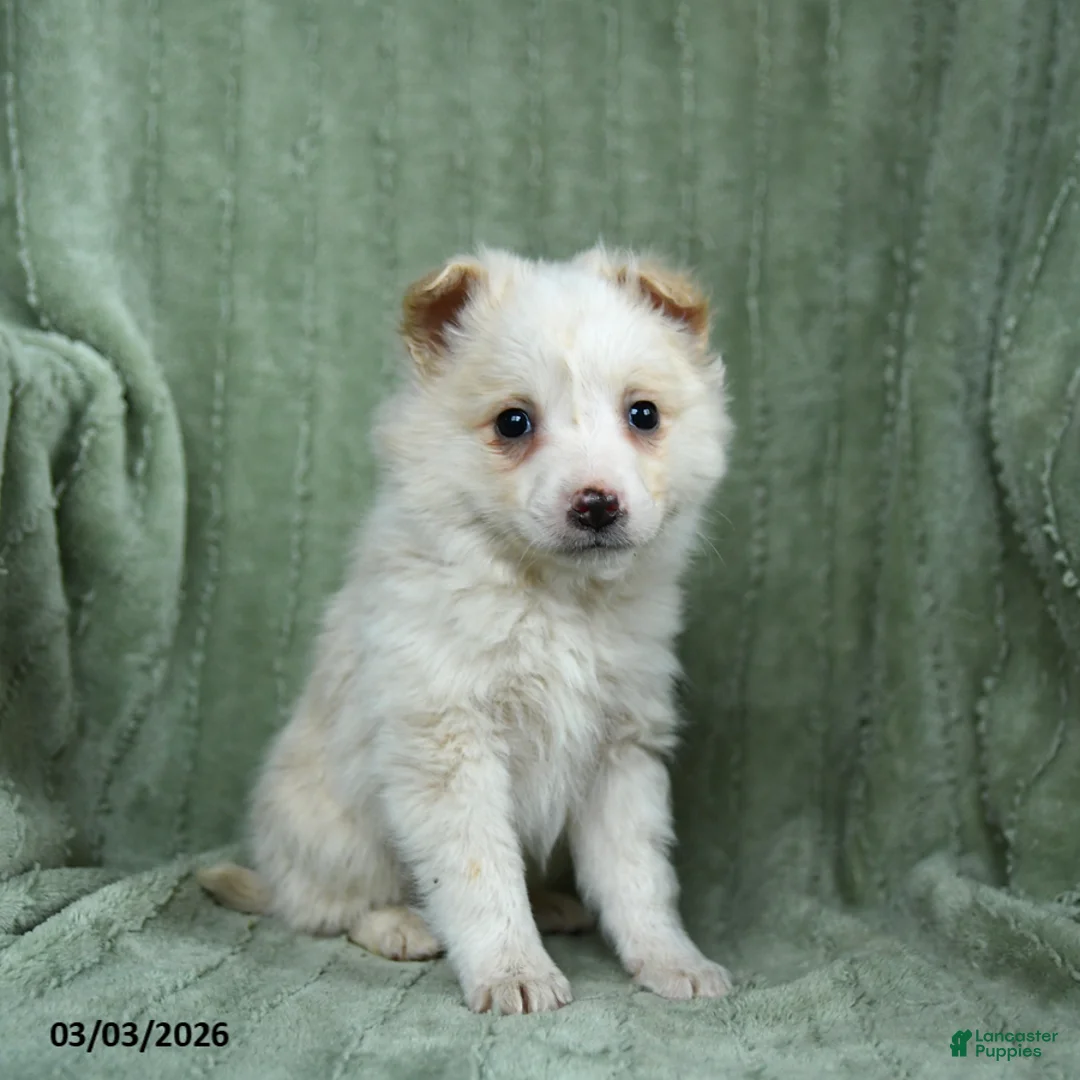 Mixed Breed dogs for sale: Gilbert - Ad 1