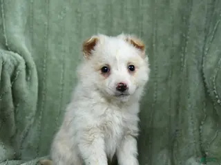 Mixed Breed dogs for sale: Gilbert - Ad 3